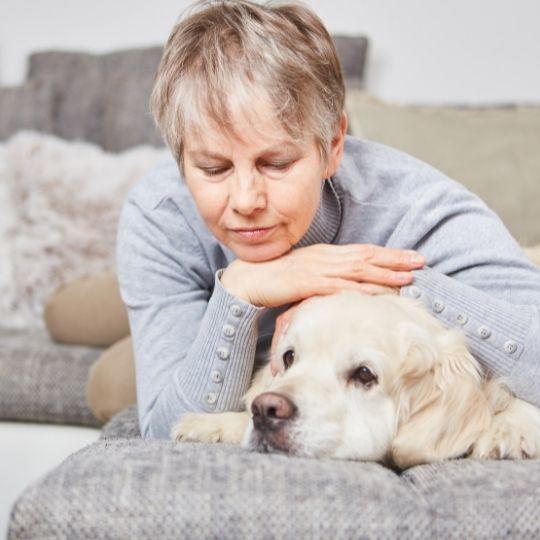 disfunción cognitiva en perros