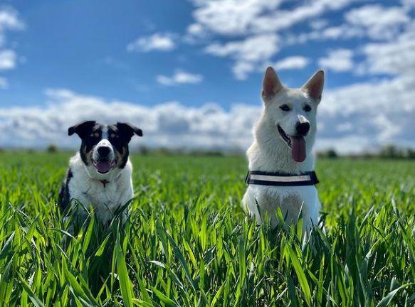 Nombres de perros famosos