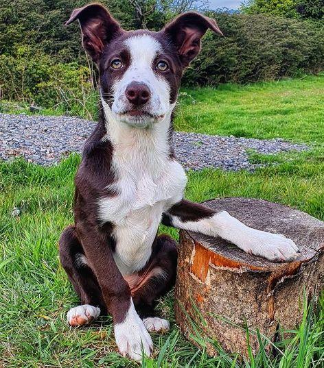 Apodos para Perros divertidos y originales