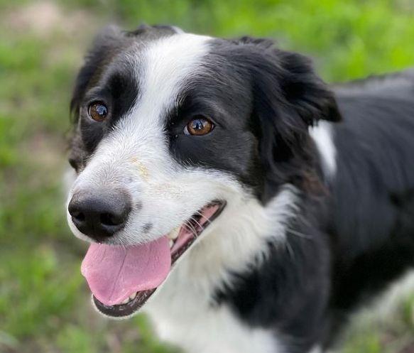 Los mejores nombres para perros machos