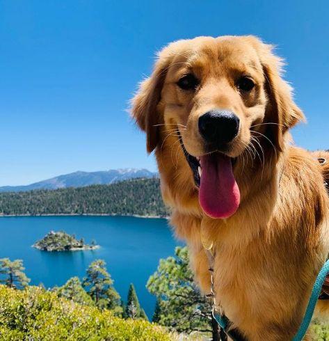 Nombres de perros machos