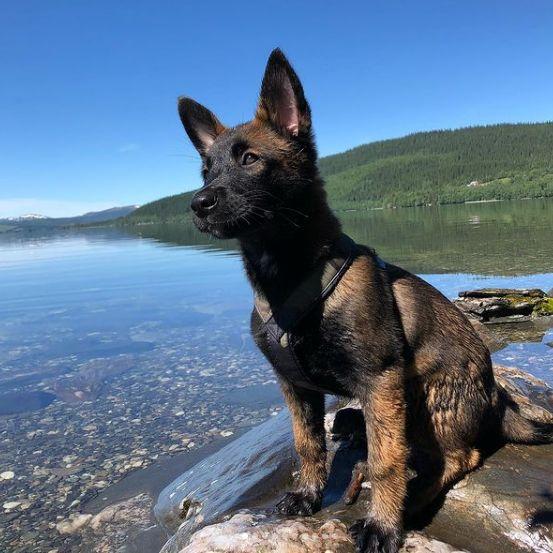 Consejos para elegir el nombre de un perro