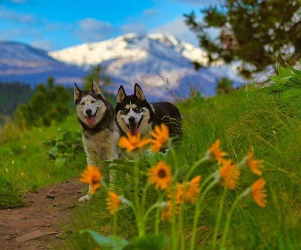 Nombre femenino de perras (Grandes y Pequeñas)