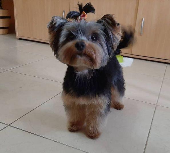 6 CONSEJOS GENERALES: COMO ELEGIR UN BONITO NOMBRE (APODO) PARA TU PERRO