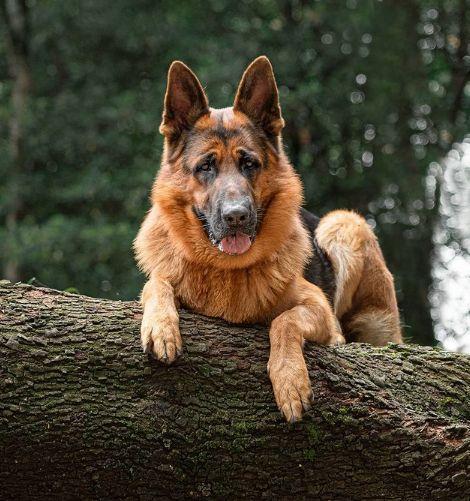 nombre perfecto para tu perro