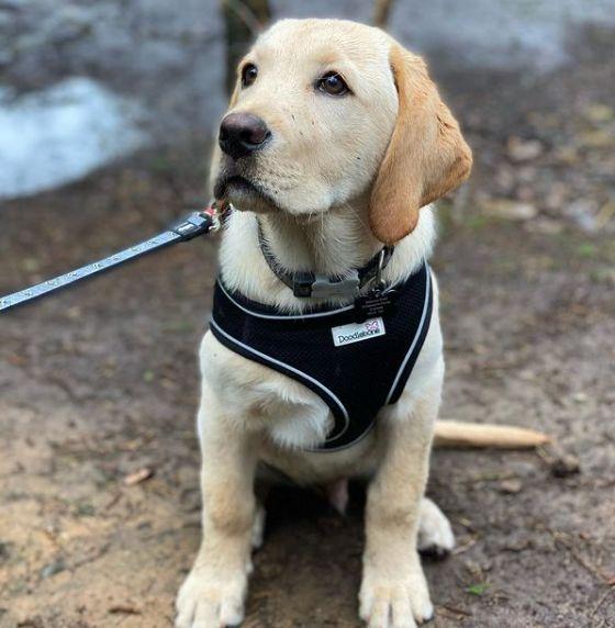 Los 10 apodos para Cachorros más populares en inglés