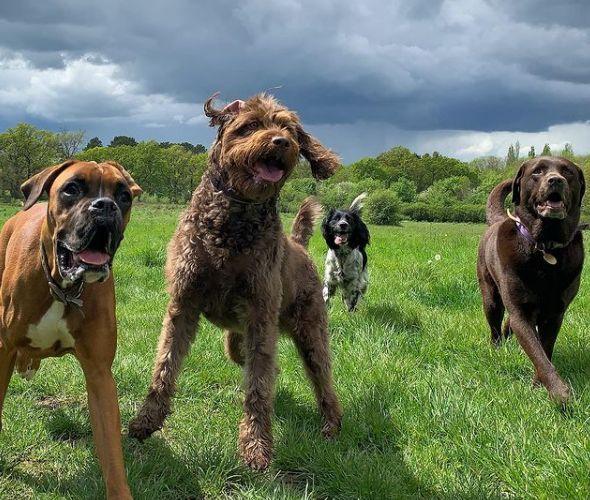 Nombres para cachorros de la cultura pop