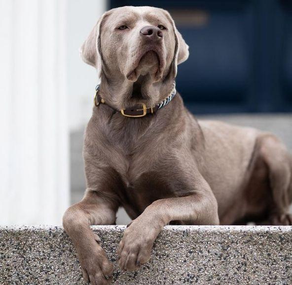 Nombres para perros machos grandes