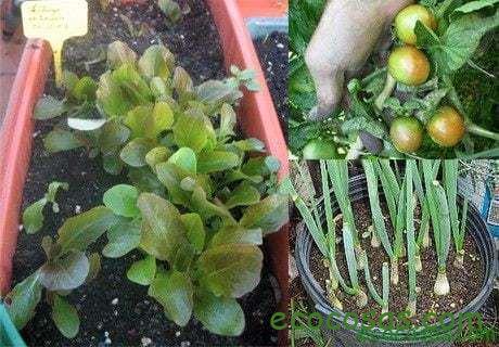 que plantar en otoño en macetas
