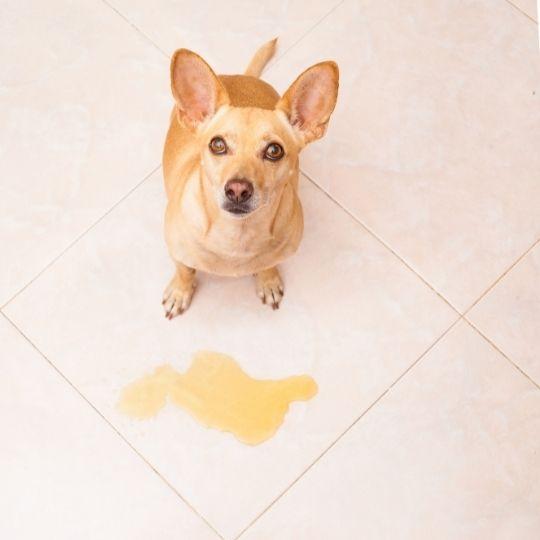 cómo eliminar el olor a orina de perro del suelo