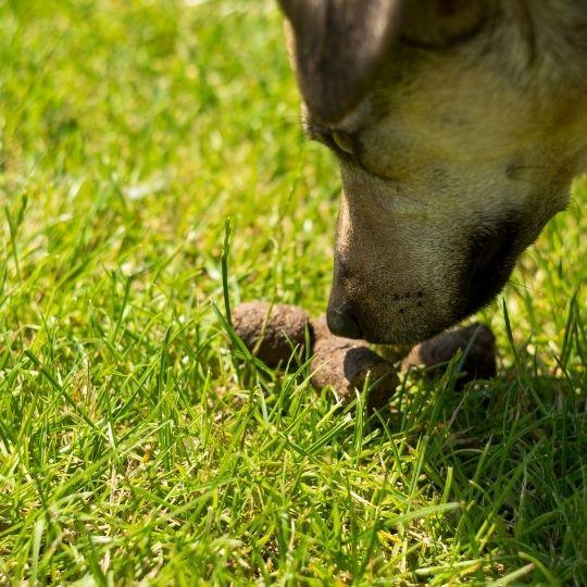 pica en perros