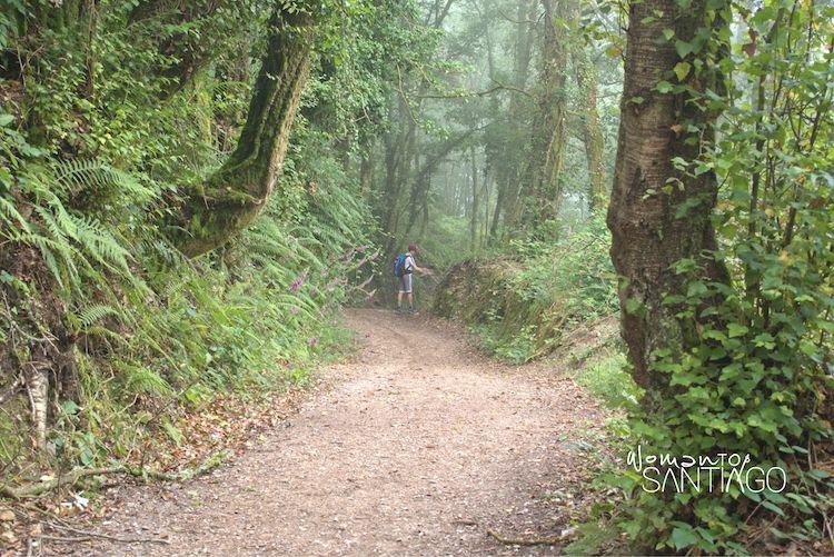 Camino Francés en Samos