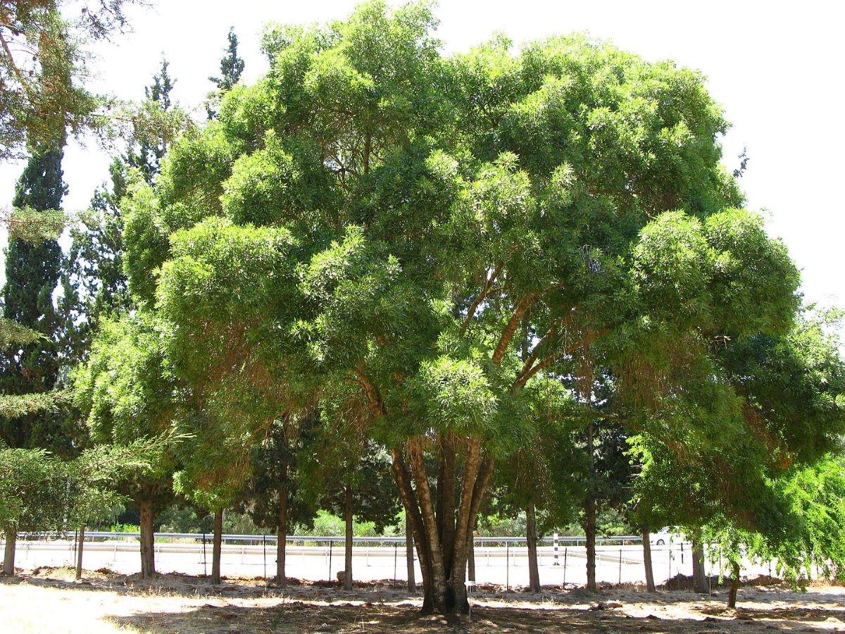 El Fraxinus angustifolia es un árbol caduco