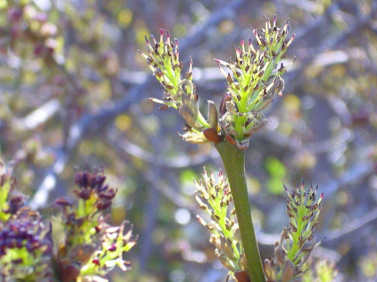 El Fraxinus angustifolia es un árbol de copa redonda