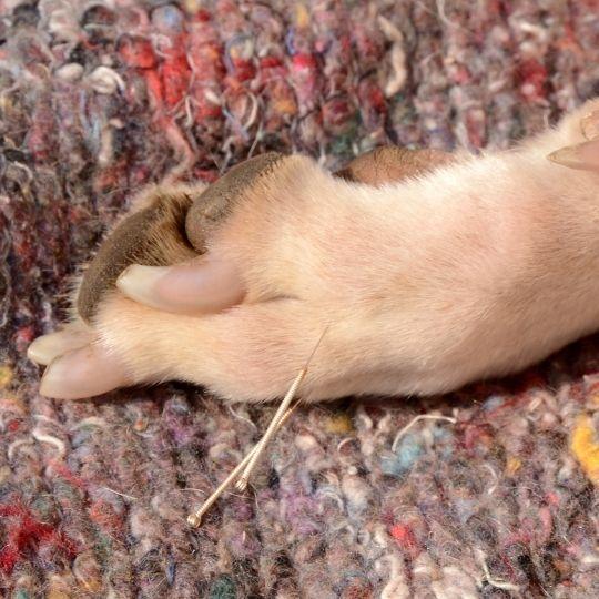 acupuntura en perros