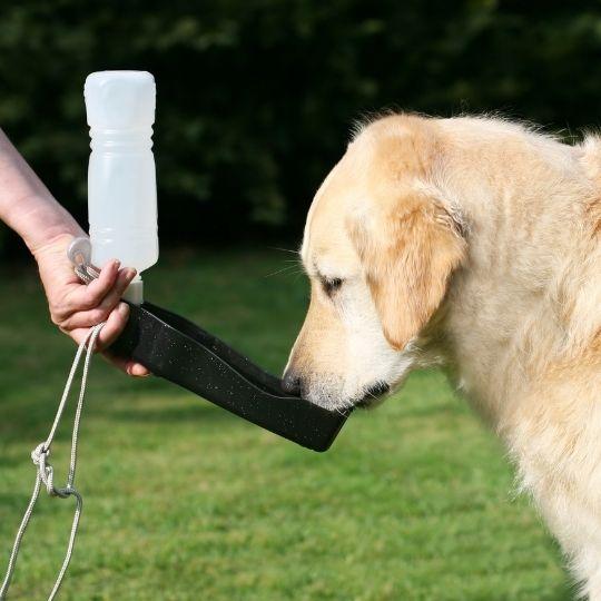 deshidratación en perros
