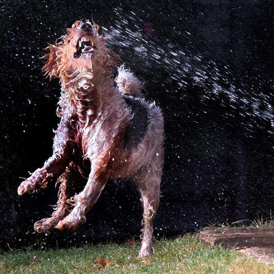 deshidratación en perros