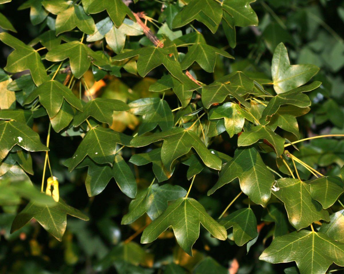 Las hojas del Acer monspessulanum son caducas