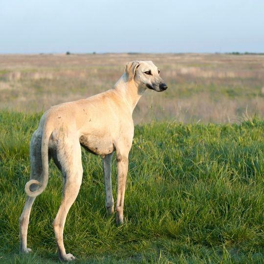 perros lebreles