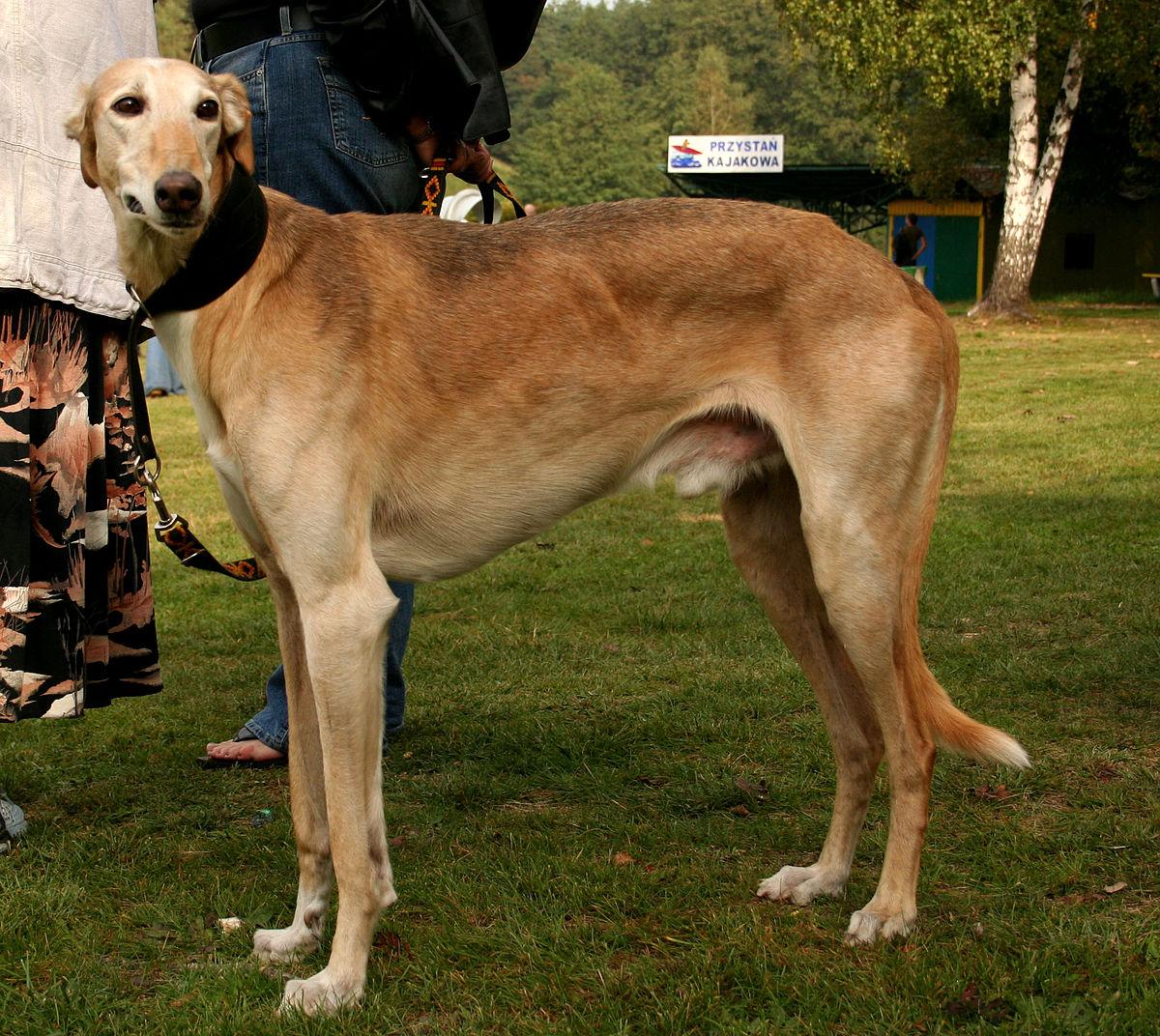 perro lebrel