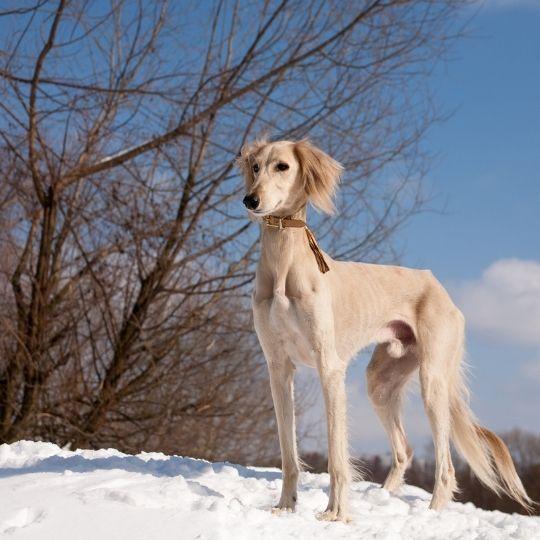 galgos
