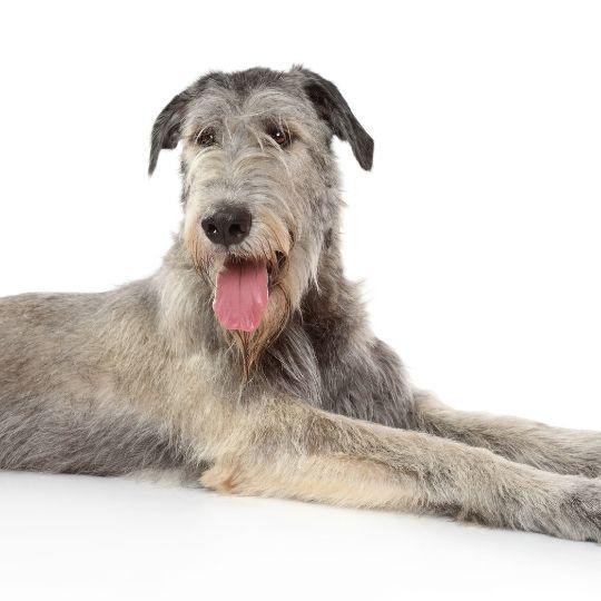 galgos