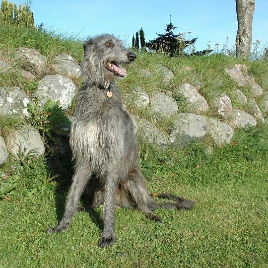 lebrel