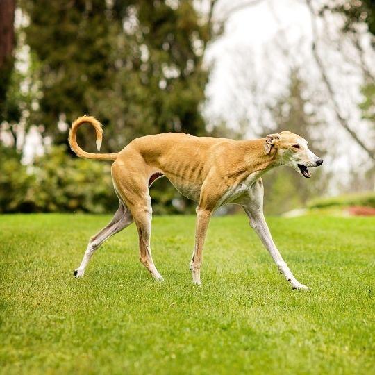 galgo español