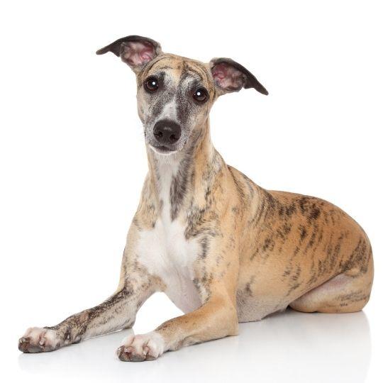 galgos