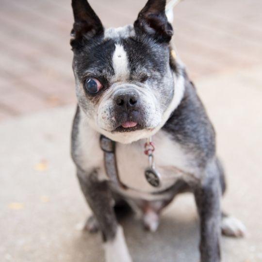 glaucoma en perros