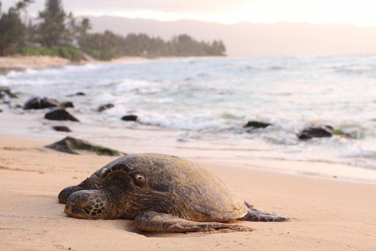 ¿Cuántos años vive una tortuga marina?