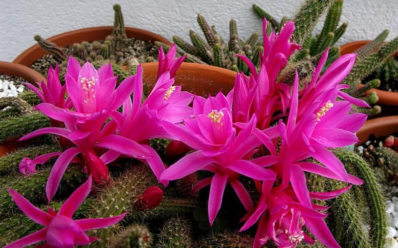 Floración cactus cola de rata