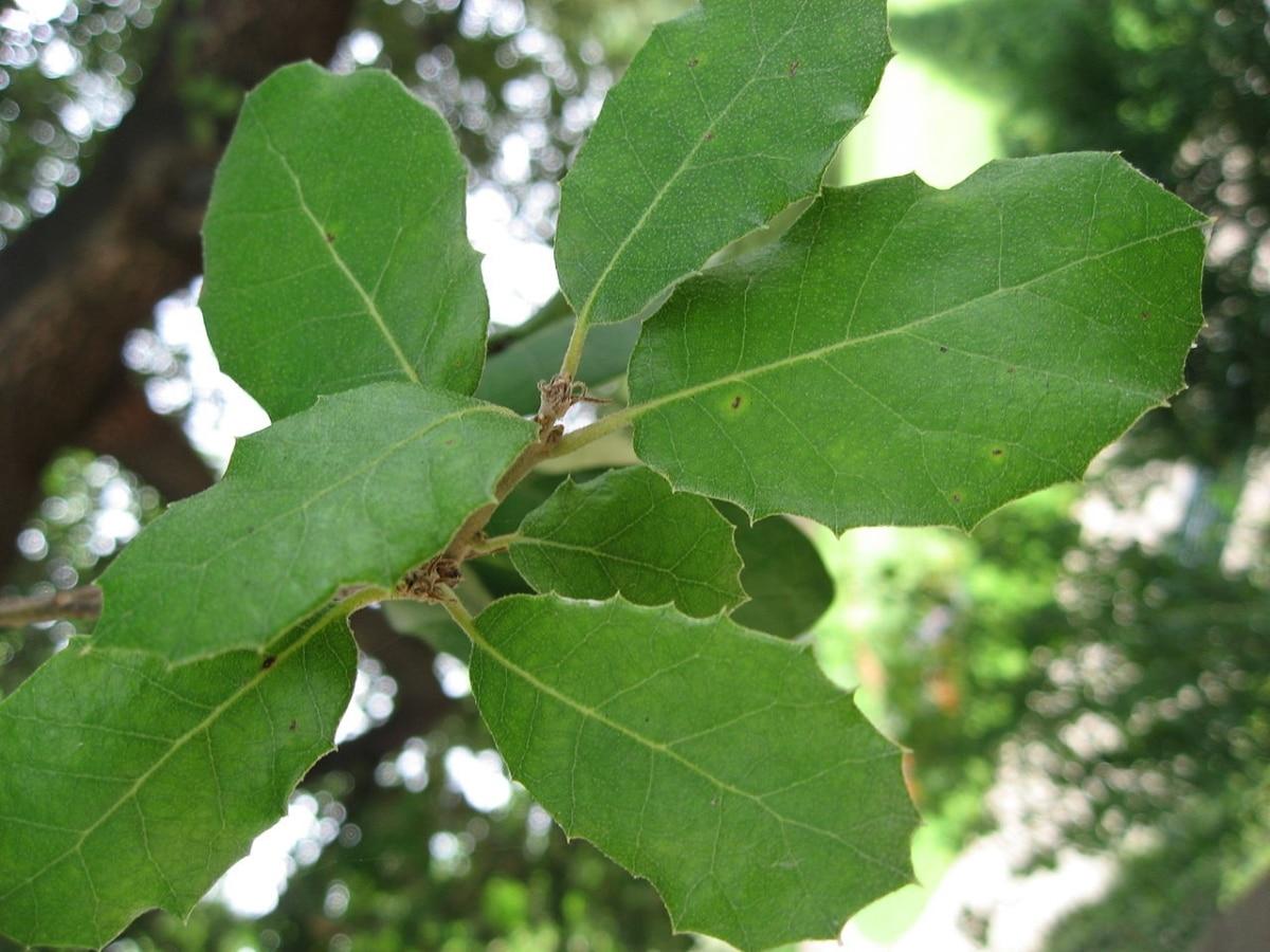 Las hojas de Quercus ilex son verdes