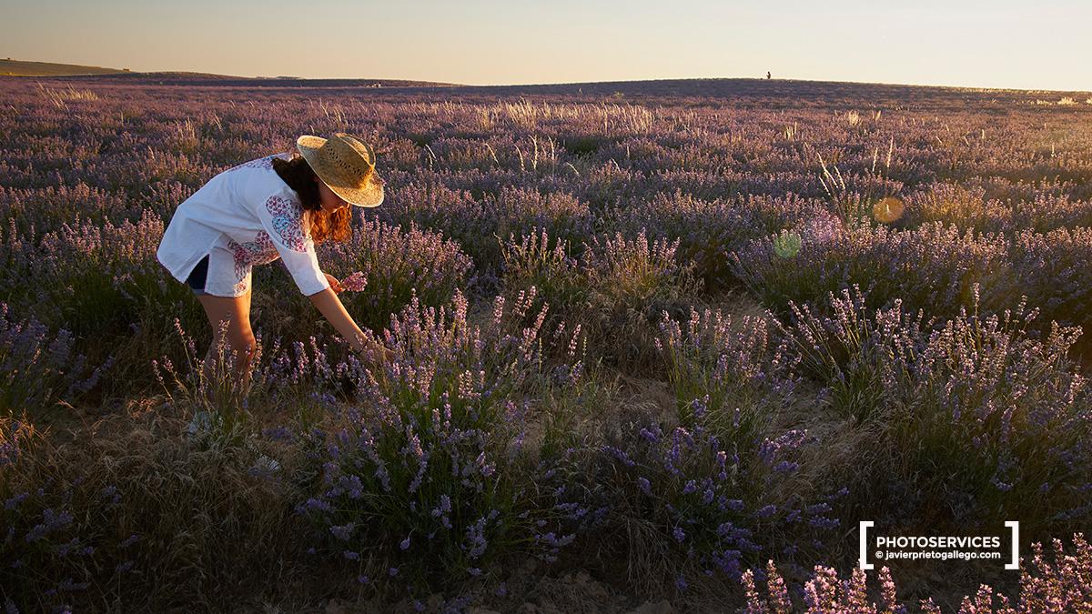 Campos de Lavanda. Tiedra. Valladolid. Castilla y León. España. © Javier Prieto Gallego