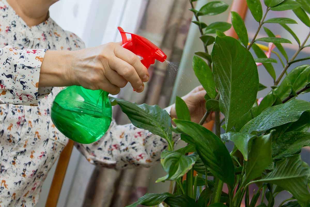 Humedad plantas de interior