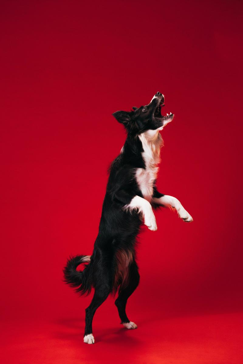 entrenamiento border collie
