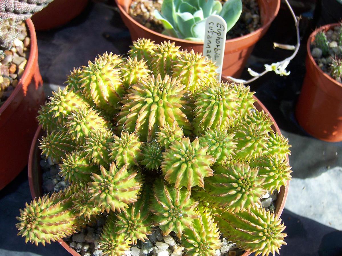 La Euphorbia suzannae es una suculenta pequeña