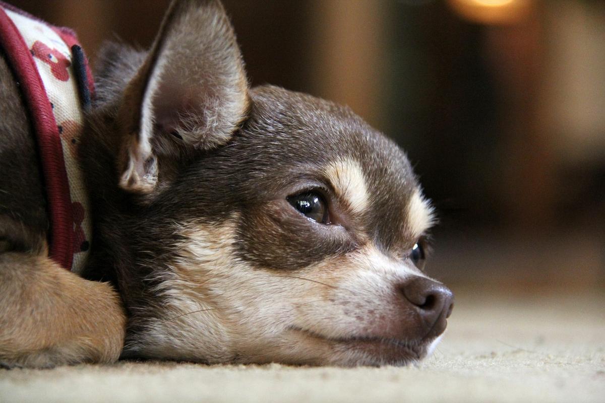 cuidados chihuahua