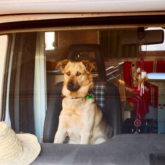 viajar en autocaravana con perro