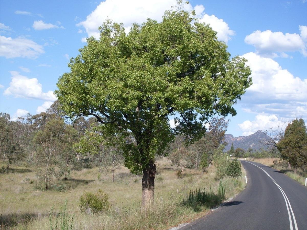 El brachychiton populneus es un árbol de rápido crecimiento