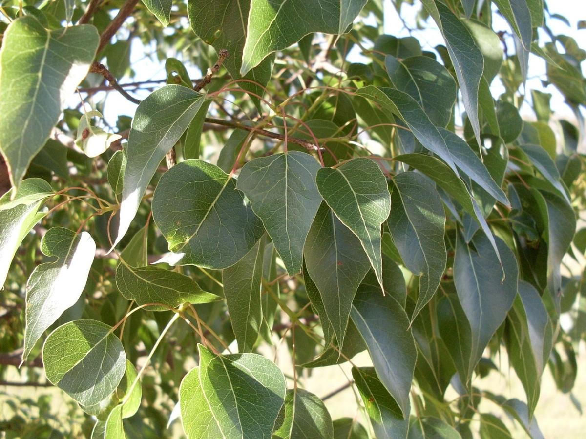El Brachychiton populneus es un árbol semi perenne