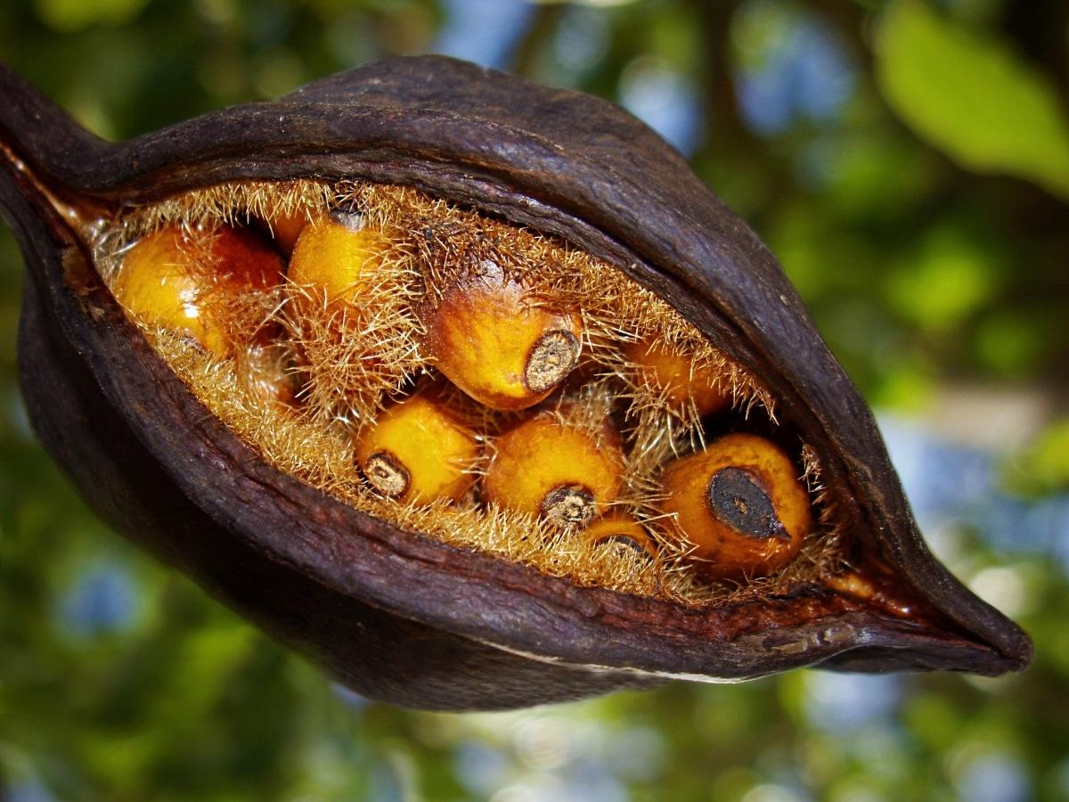 Los frutos del Brachychiton populneus son cápsulas