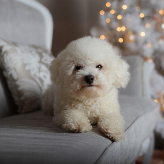razas de perros toy
