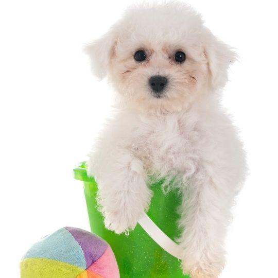 razas de perros toy