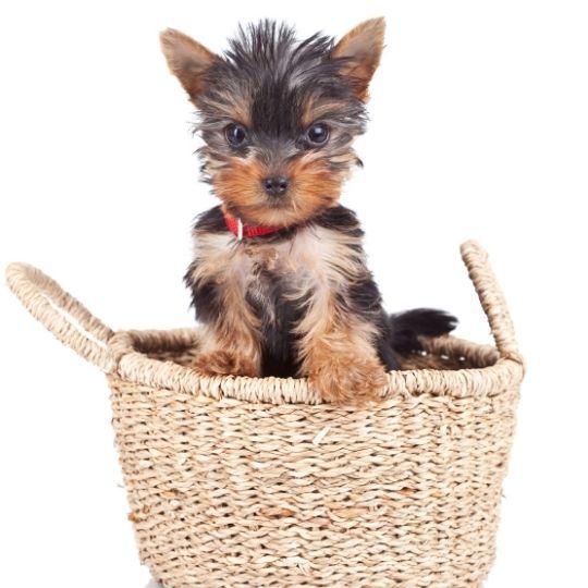 razas de perros toy