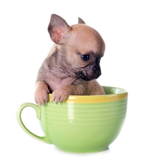razas de perros toy