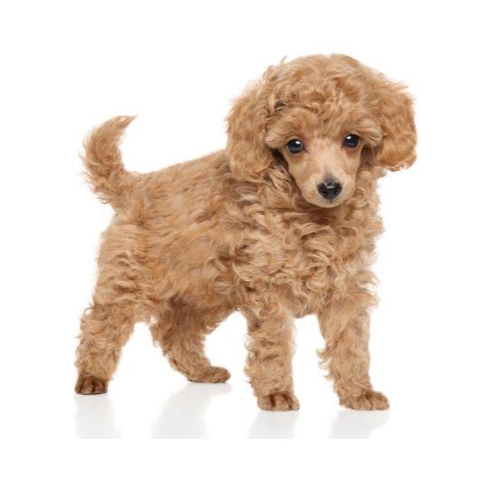 razas de perros toy