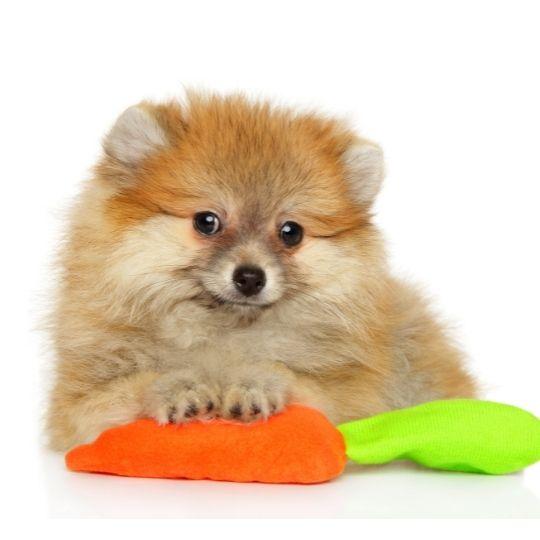 razas de perros toy