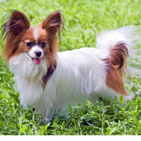 razas de perros toy