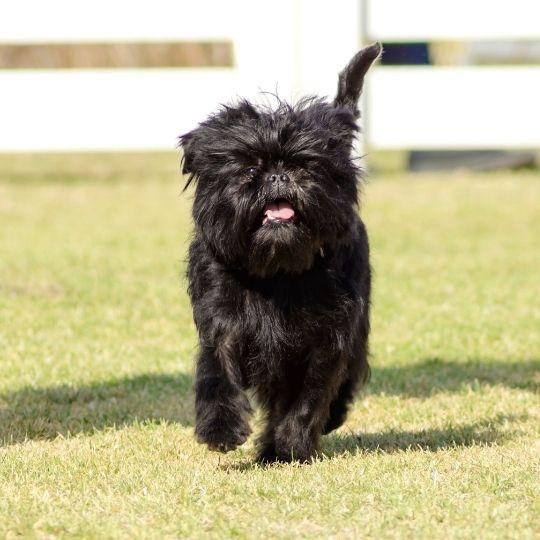 razas de perros toy